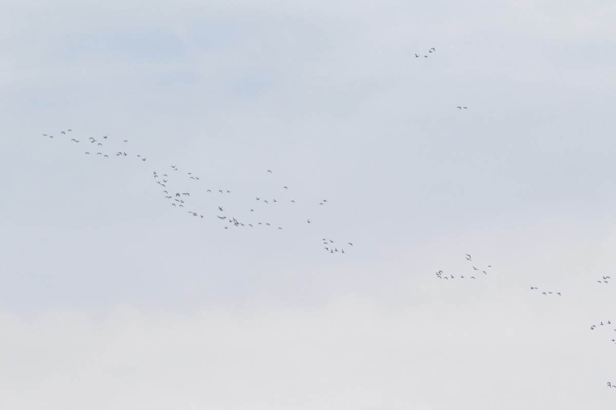 duck sp. - ML647565549