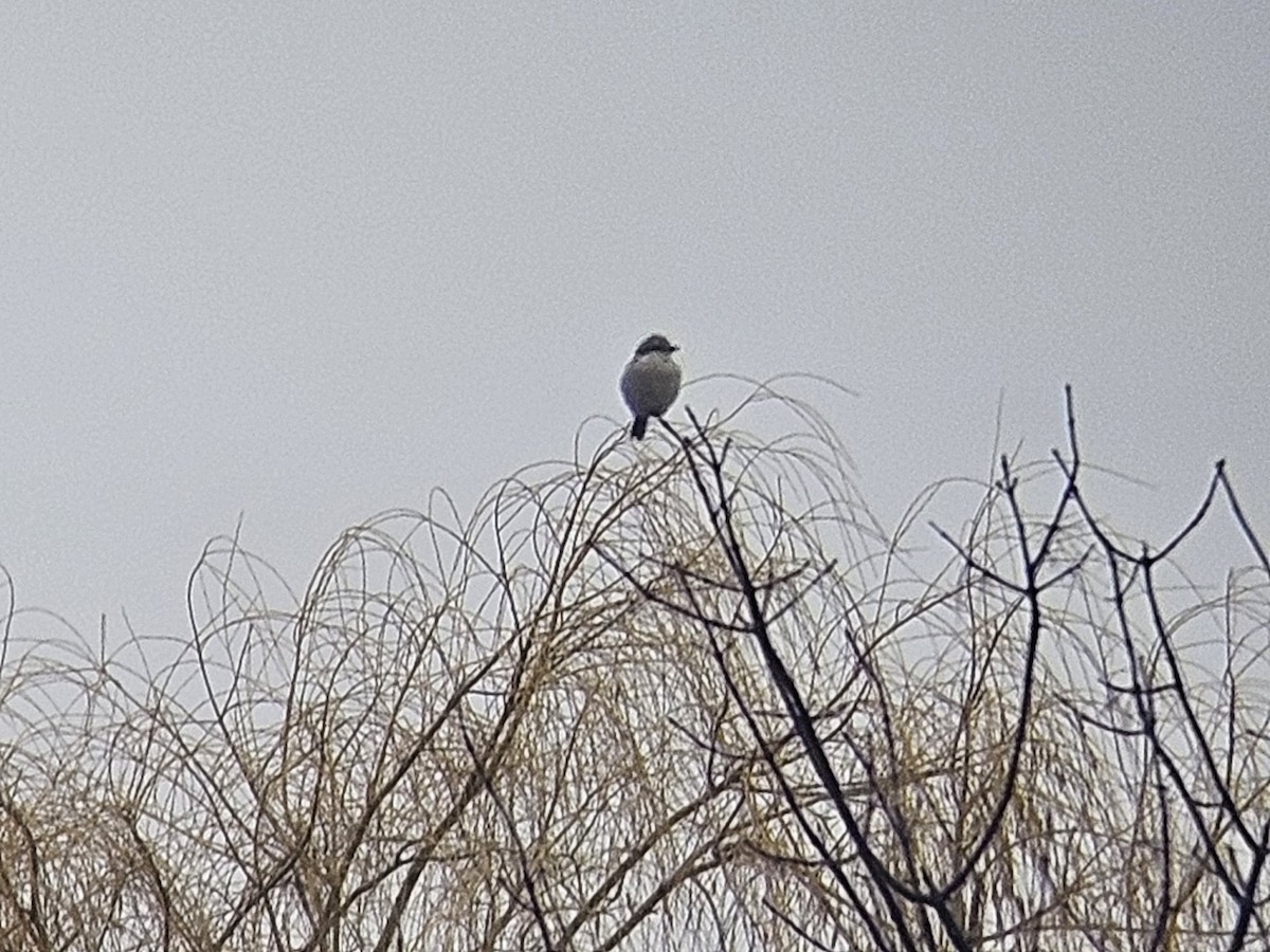Northern Shrike - ML647565550