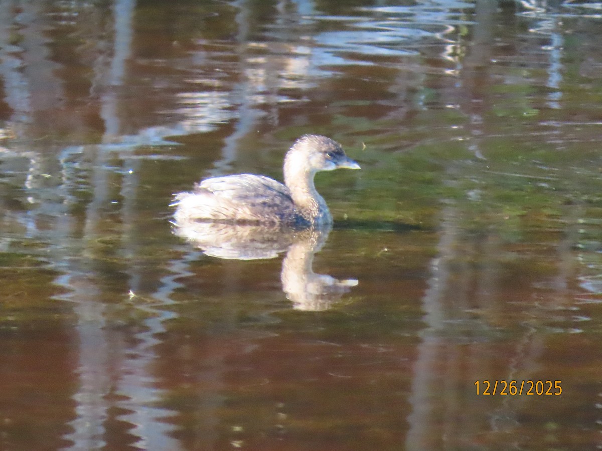 Pied-billed Grebe - ML647565553