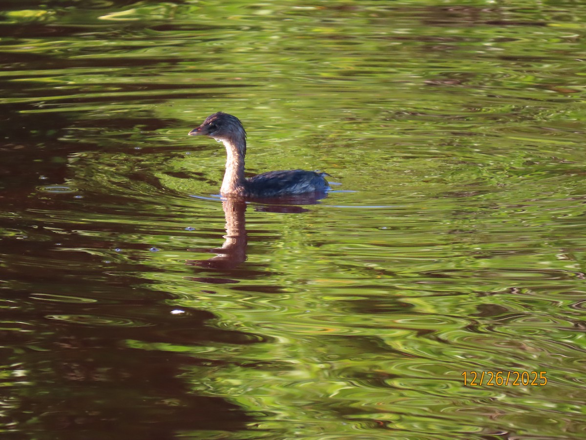 Pied-billed Grebe - ML647565554