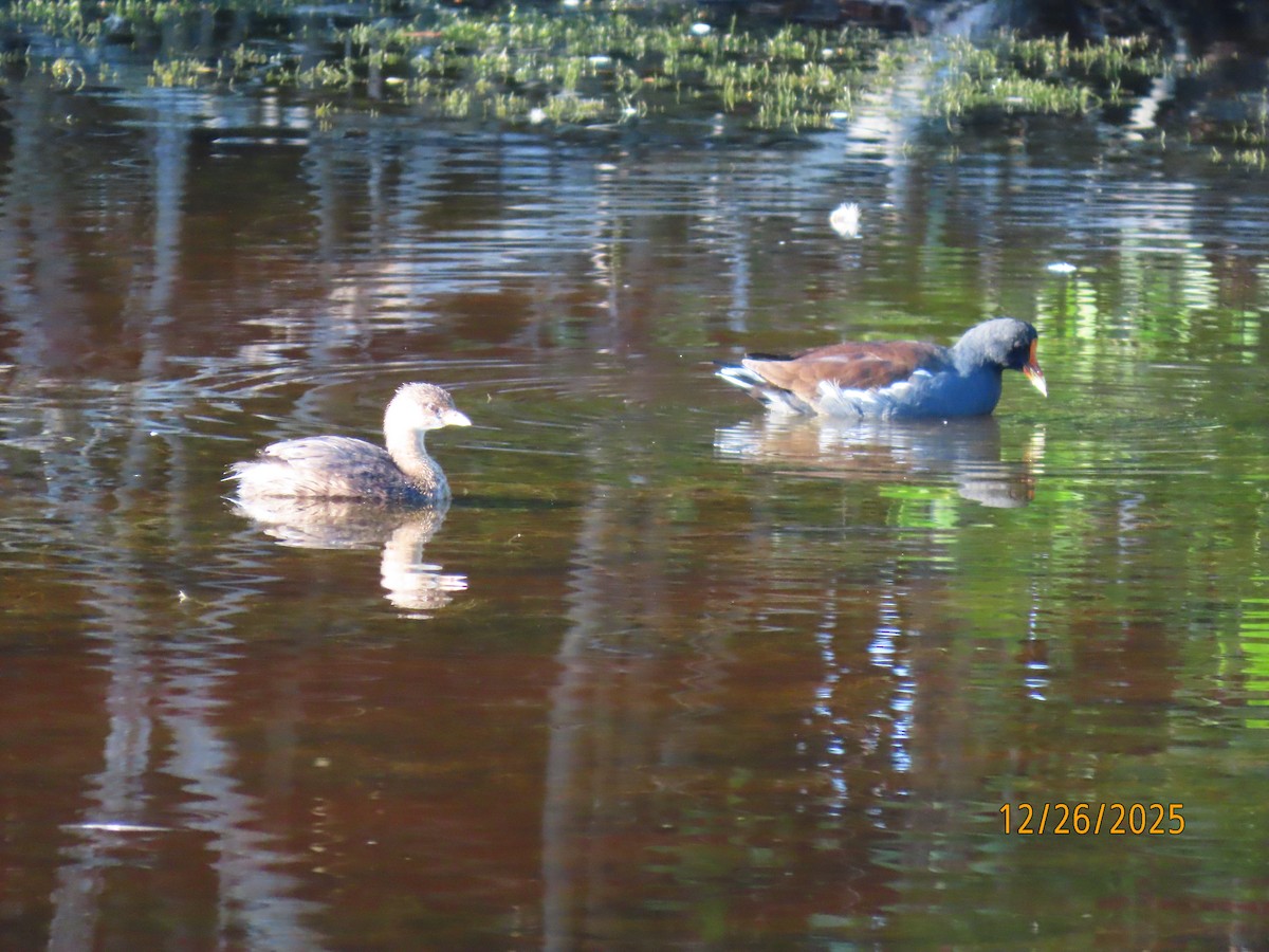 Pied-billed Grebe - ML647565555