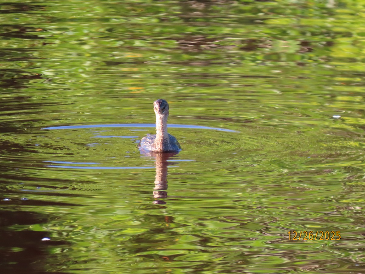 Pied-billed Grebe - ML647565556