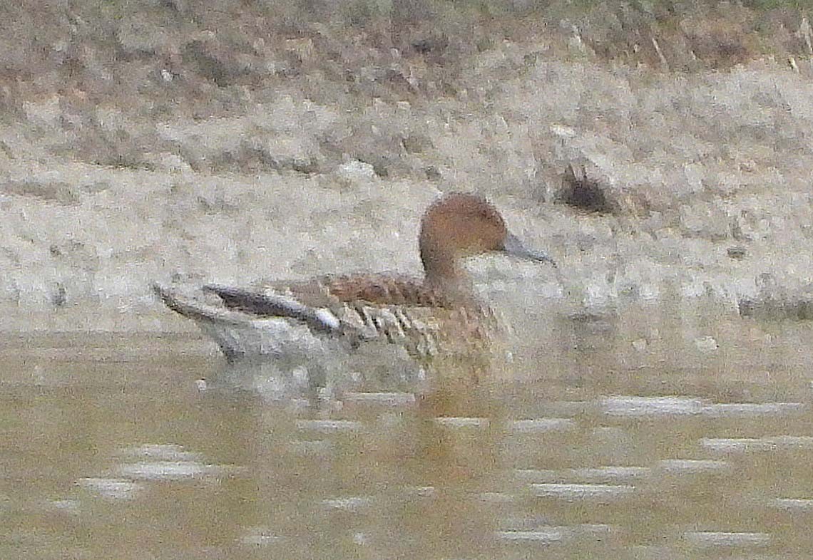 Northern Pintail - ML647565561
