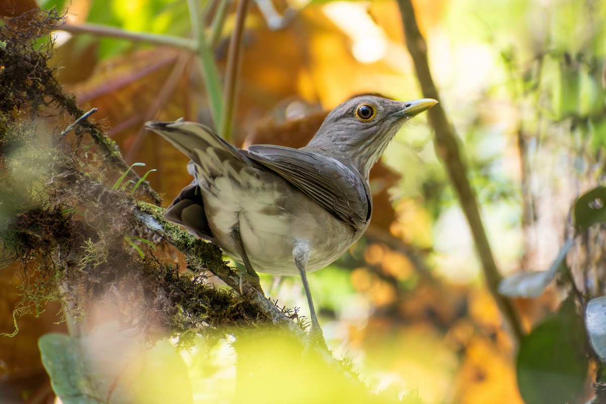 Ecuadorian Thrush - ML647565563