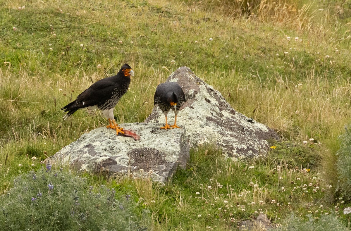 Carunculated Caracara - ML647565564