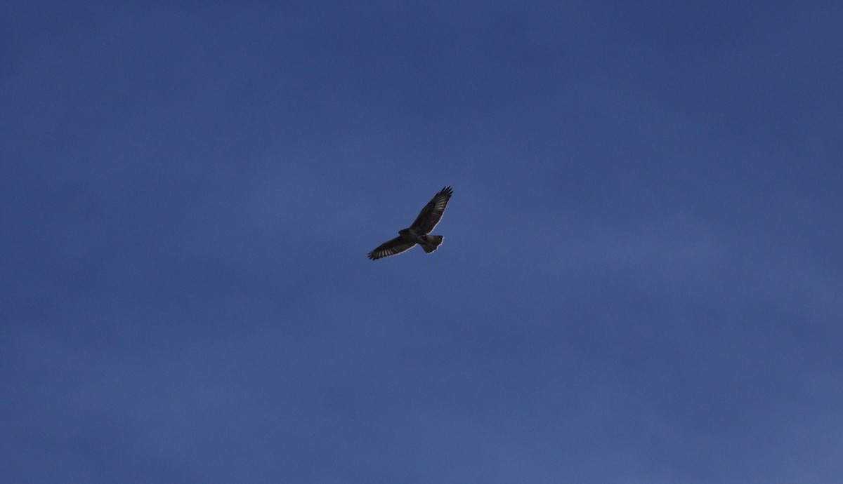 Ferruginous Hawk - ML647565565