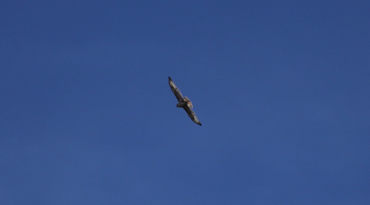 Ferruginous Hawk - ML647565566