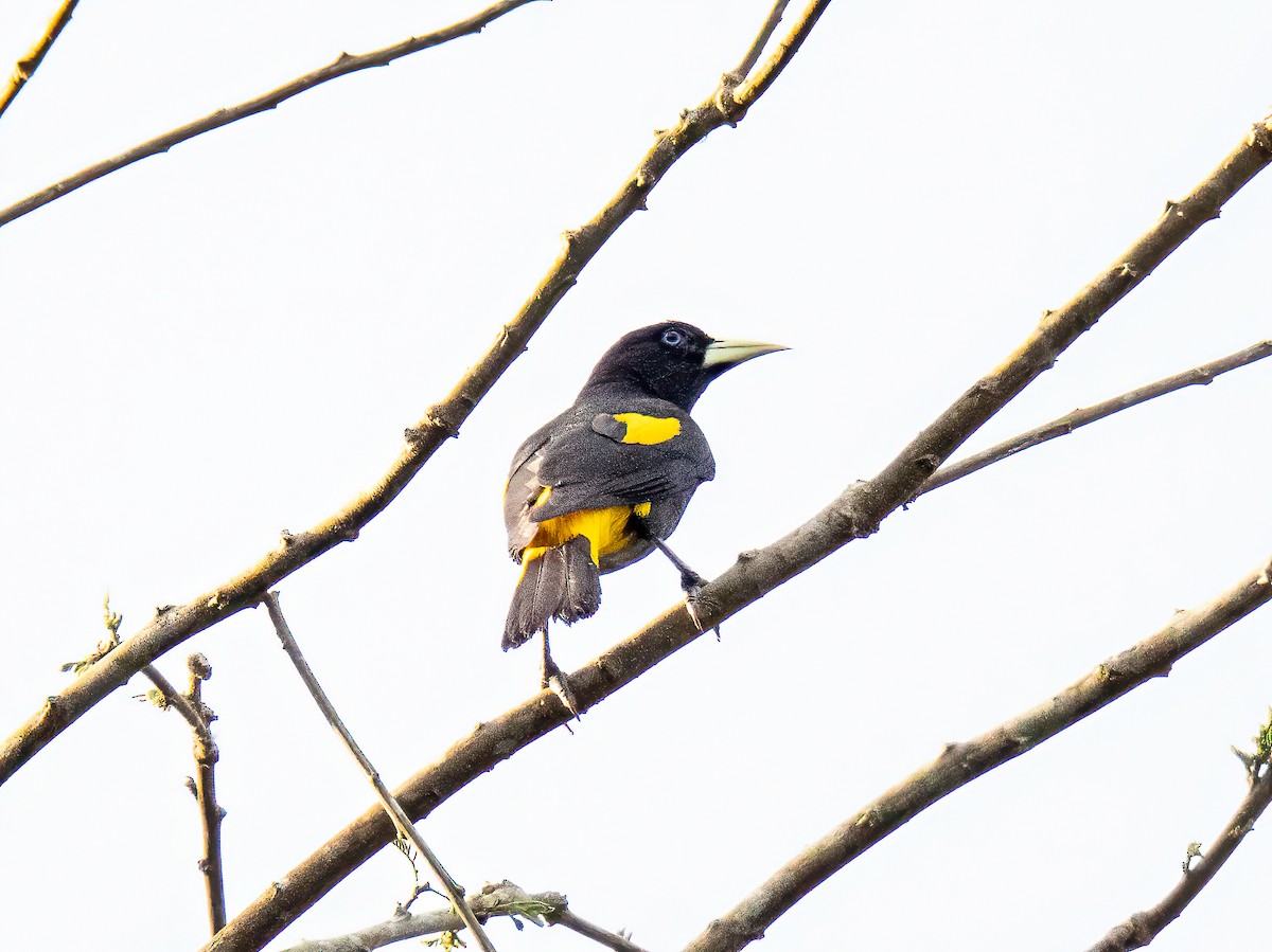 Yellow-rumped Cacique - ML647565571