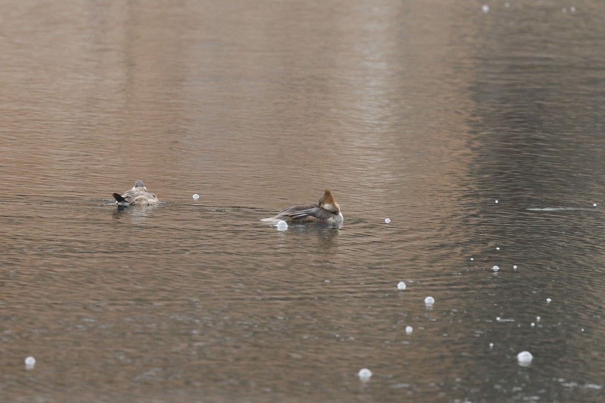 Hooded Merganser - ML647565572