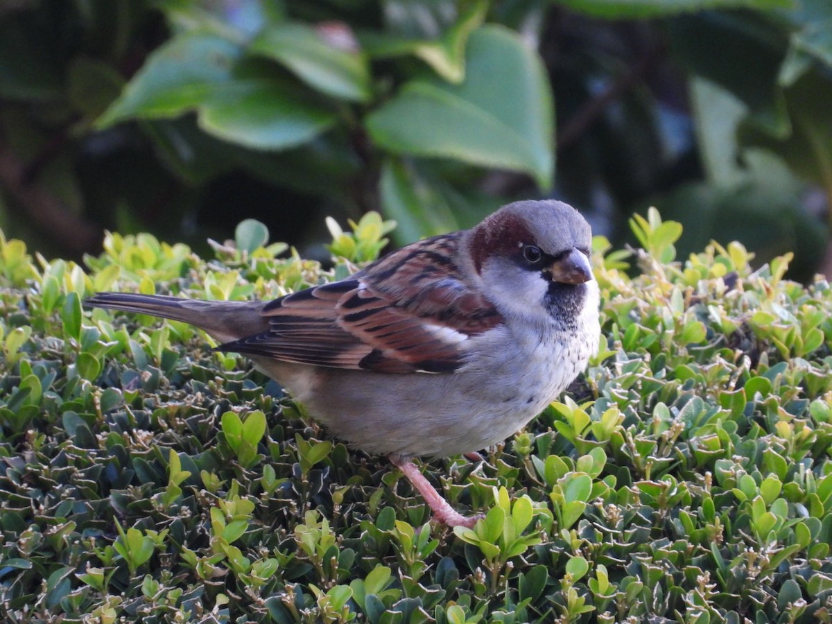 House Sparrow - ML647565574