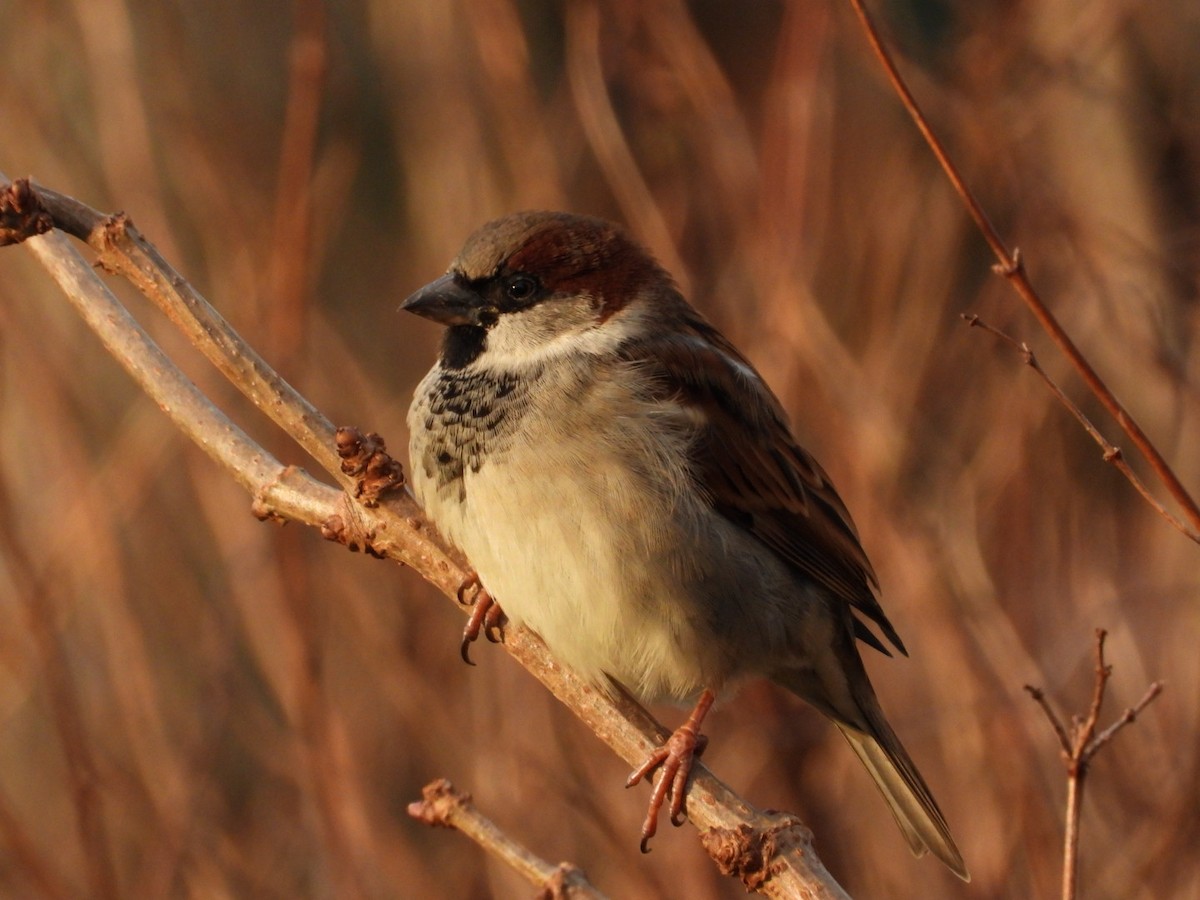 House Sparrow - ML647565575