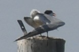 Forster's/Common Tern - ML647565576
