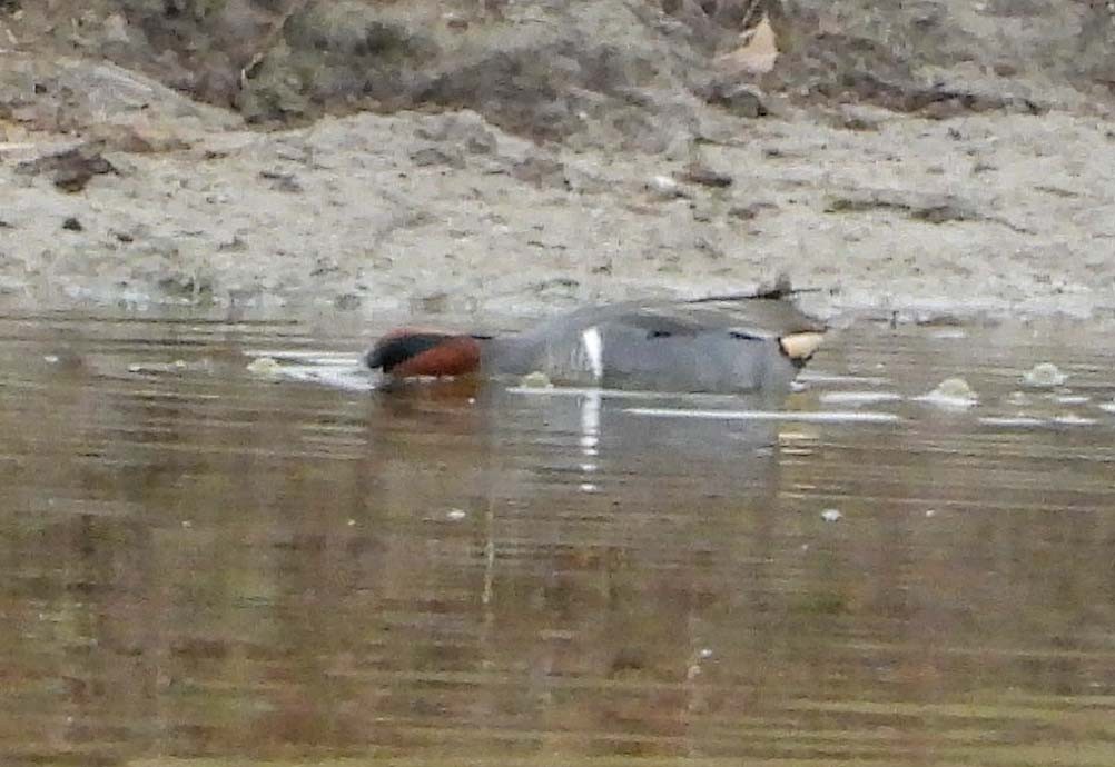 Green-winged Teal - ML647565577