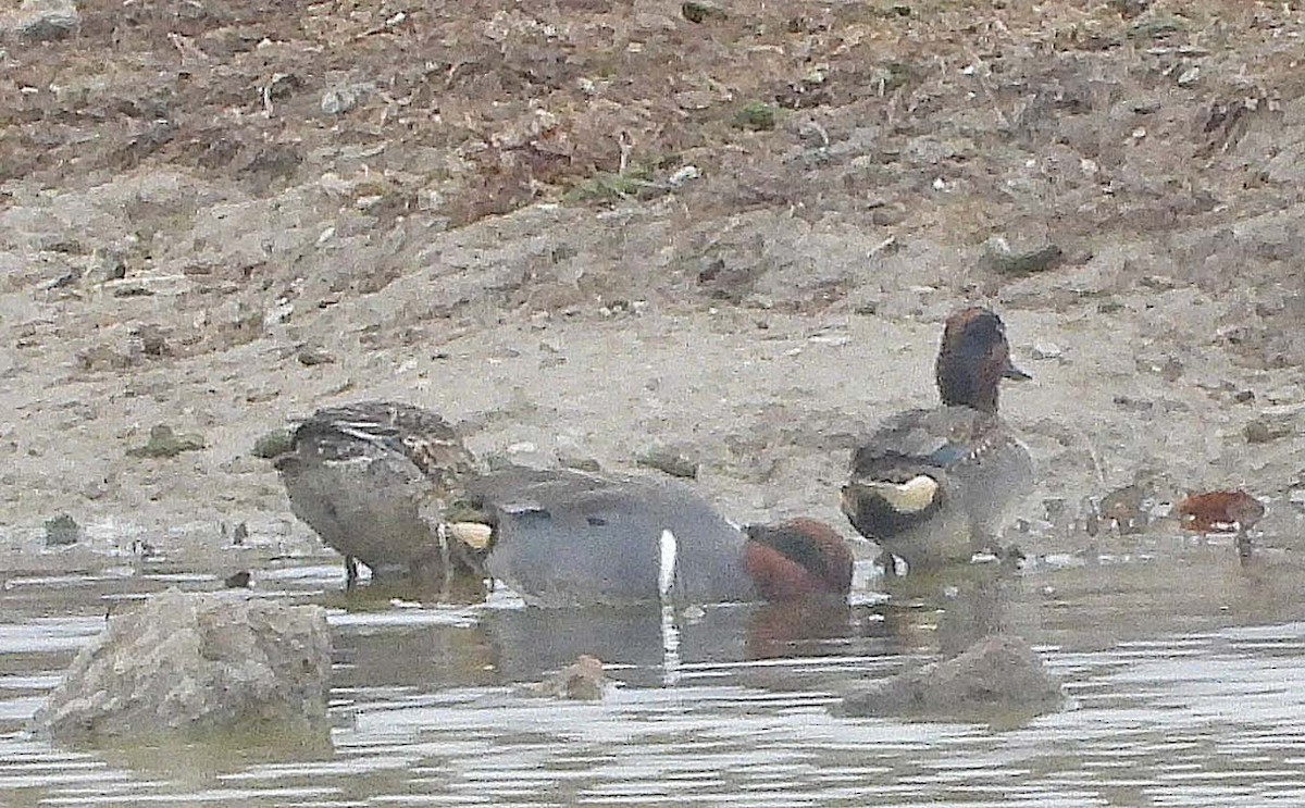 Green-winged Teal - ML647565578