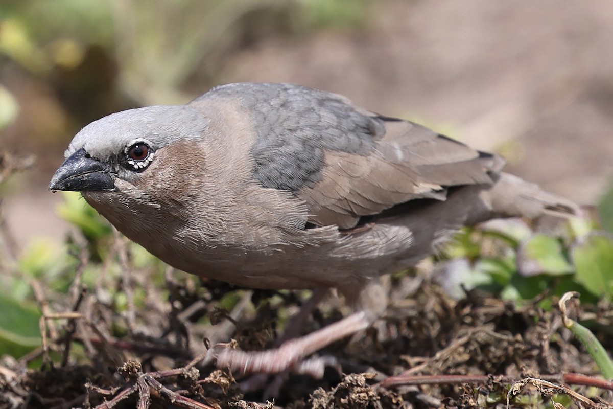 Gray-capped Social-Weaver - ML647565580