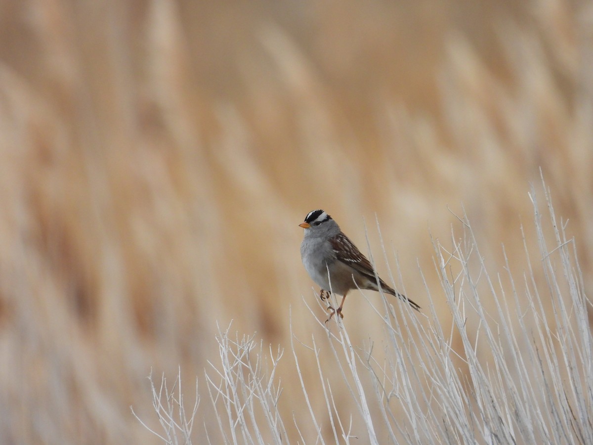 White-crowned Sparrow - ML647565581