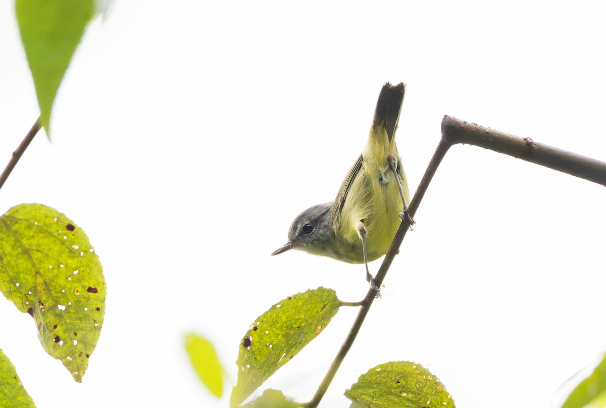Island Leaf Warbler (Buru) - ML647565589