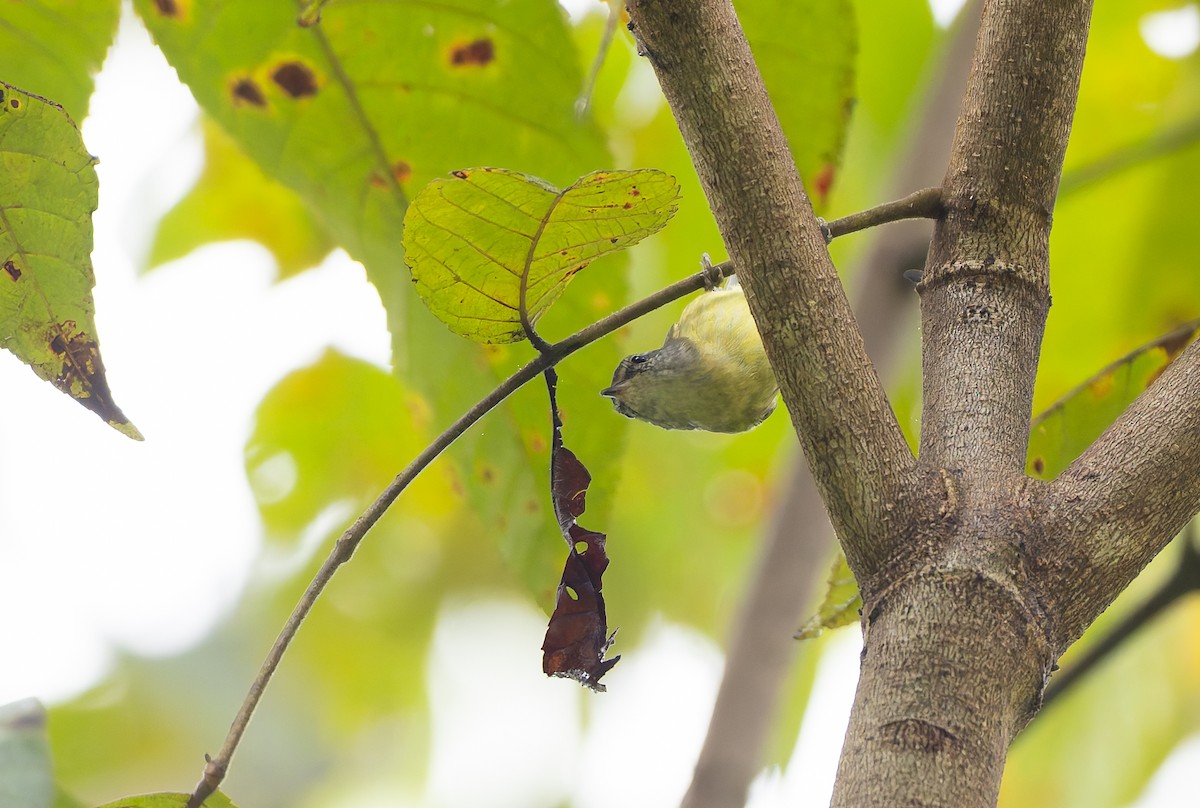 Island Leaf Warbler (Buru) - ML647565590