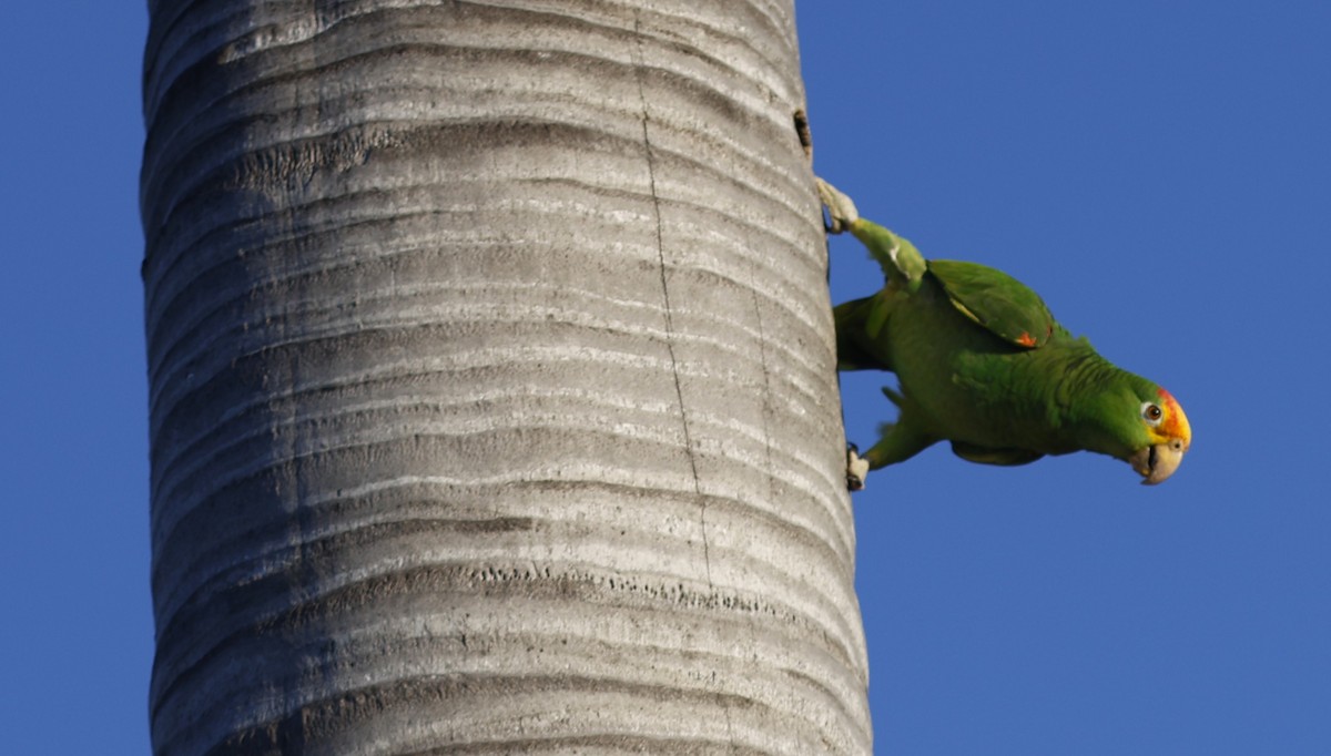 Amazona (Amazona) sp. - ML647565611