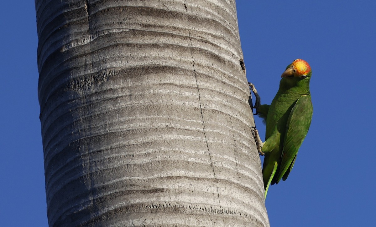 Amazona (Amazona) sp. - ML647565615