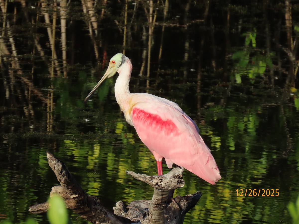 Roseate Spoonbill - ML647565628