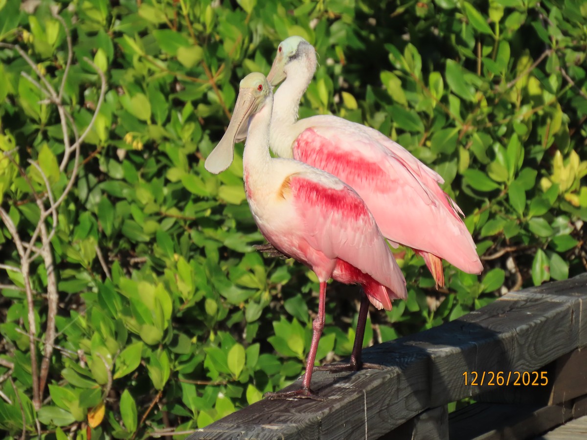 Roseate Spoonbill - ML647565629