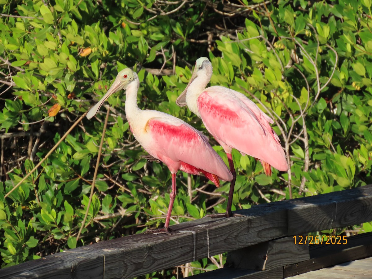 Roseate Spoonbill - ML647565630