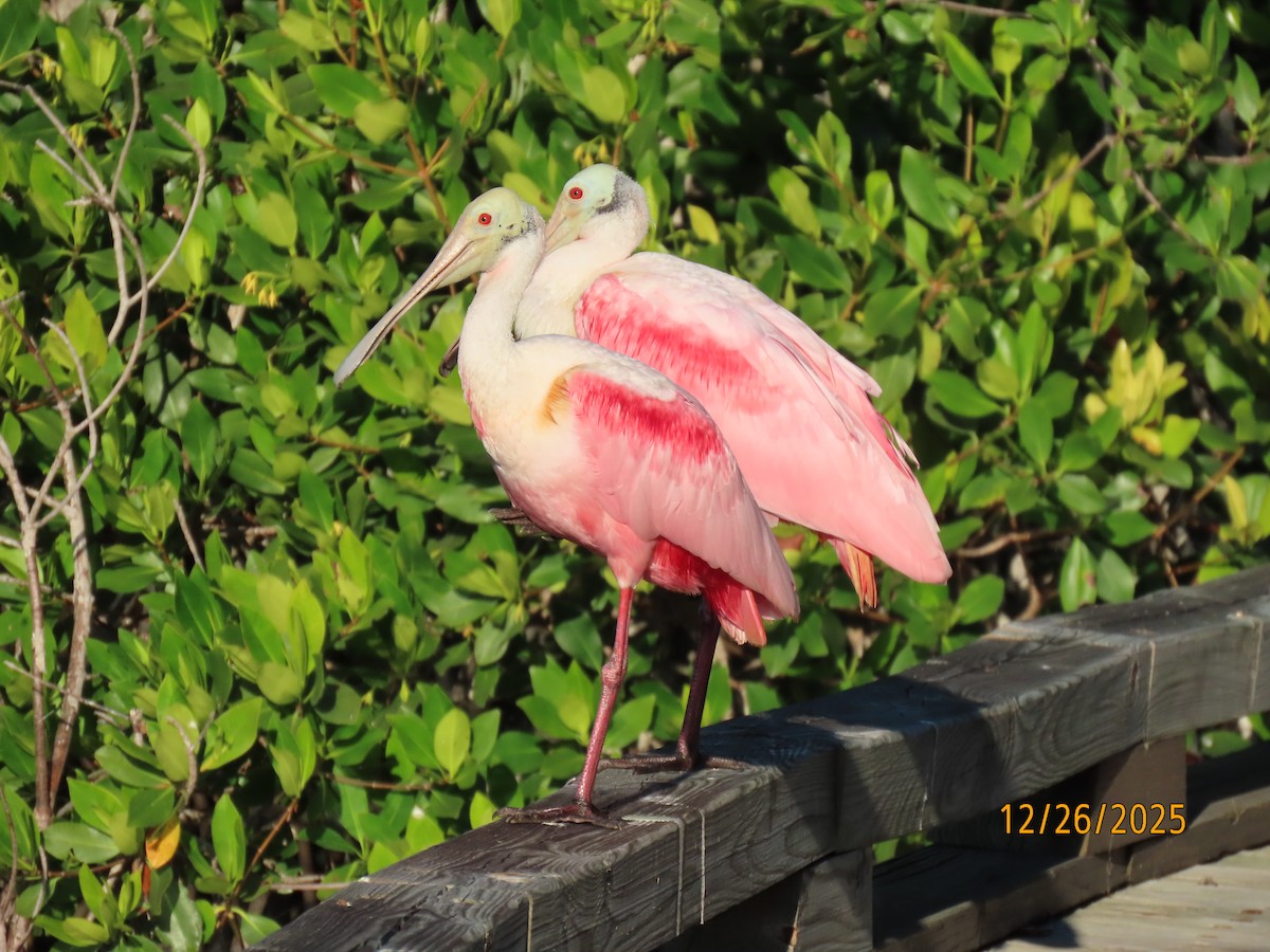 Roseate Spoonbill - ML647565631