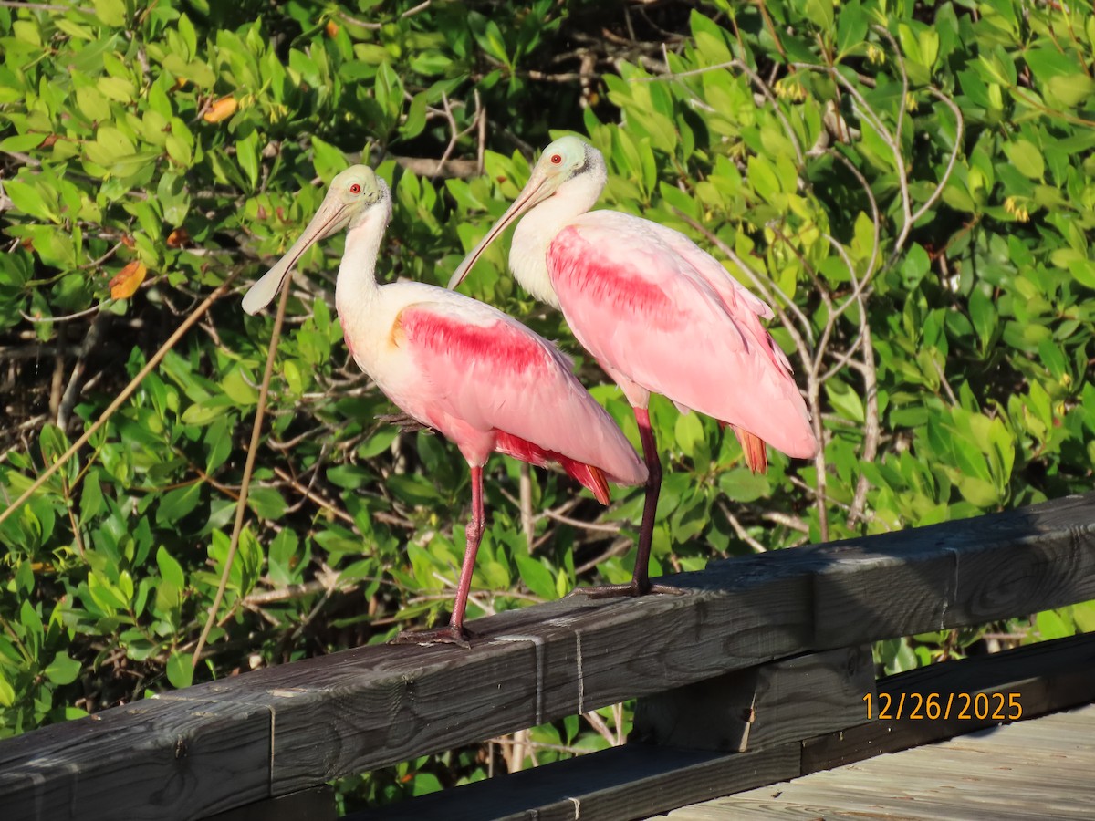 Roseate Spoonbill - ML647565632