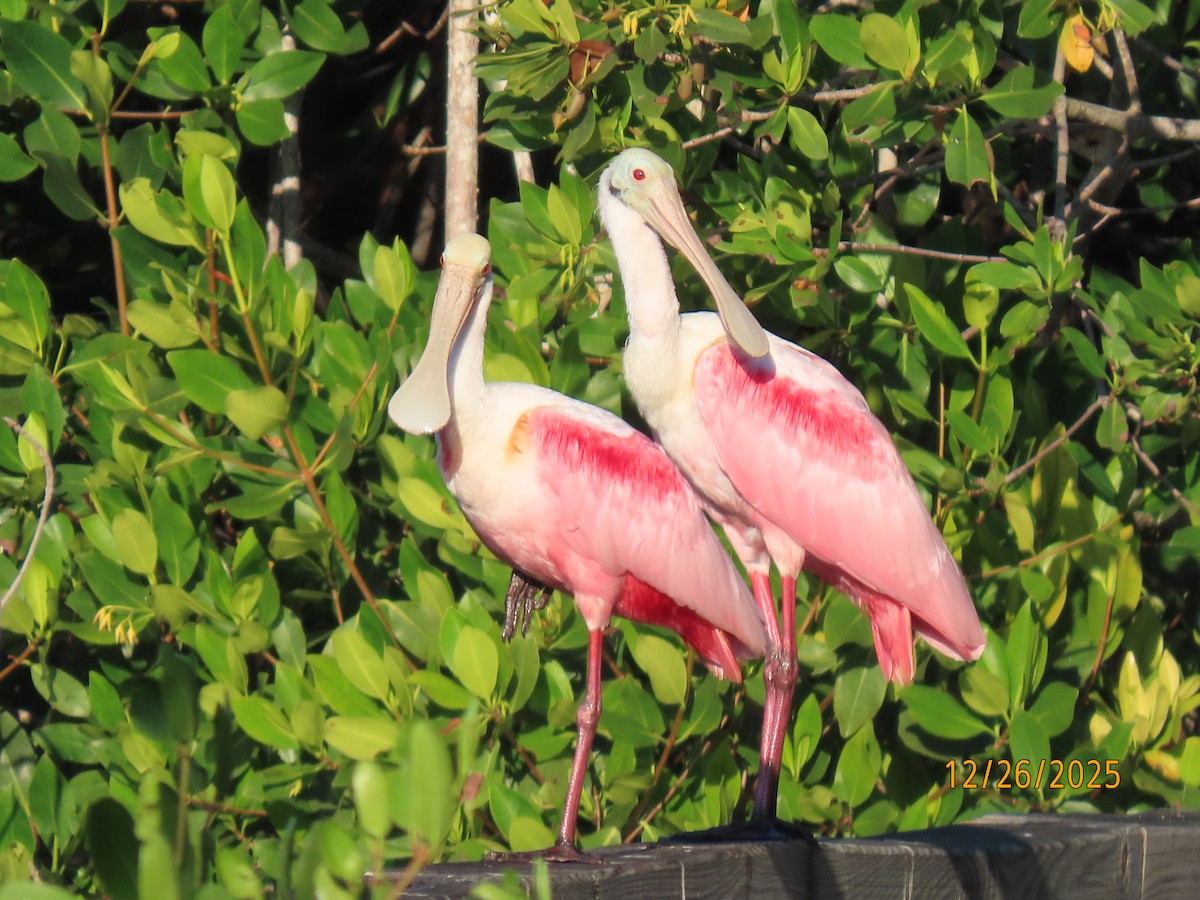 Roseate Spoonbill - ML647565638