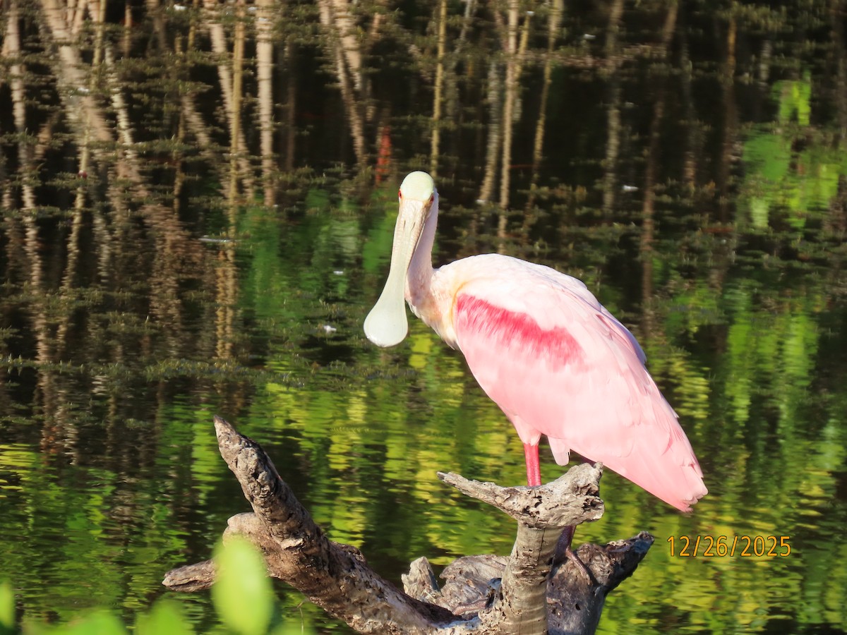 Roseate Spoonbill - ML647565639