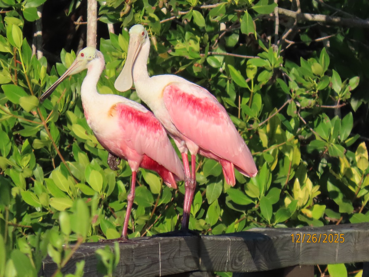 Roseate Spoonbill - ML647565640