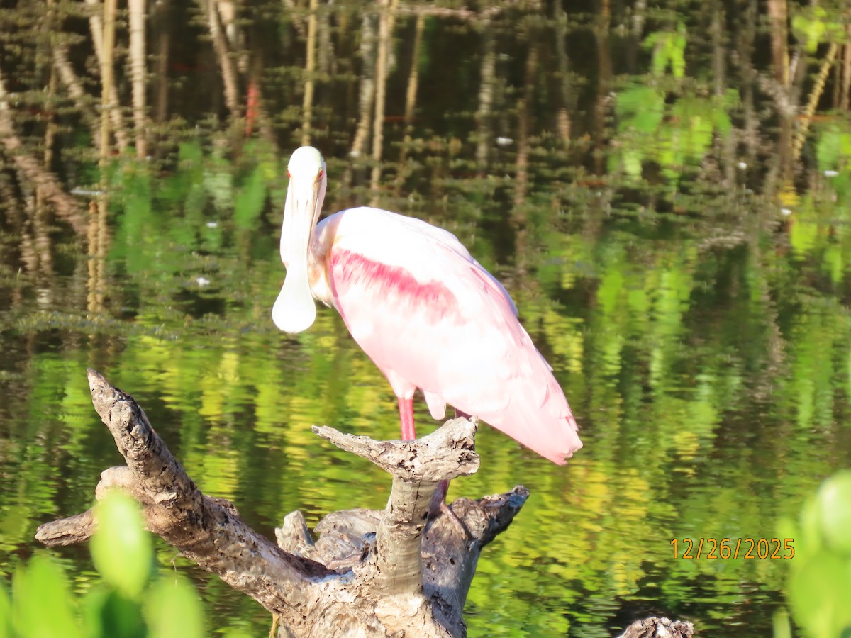 Roseate Spoonbill - ML647565641