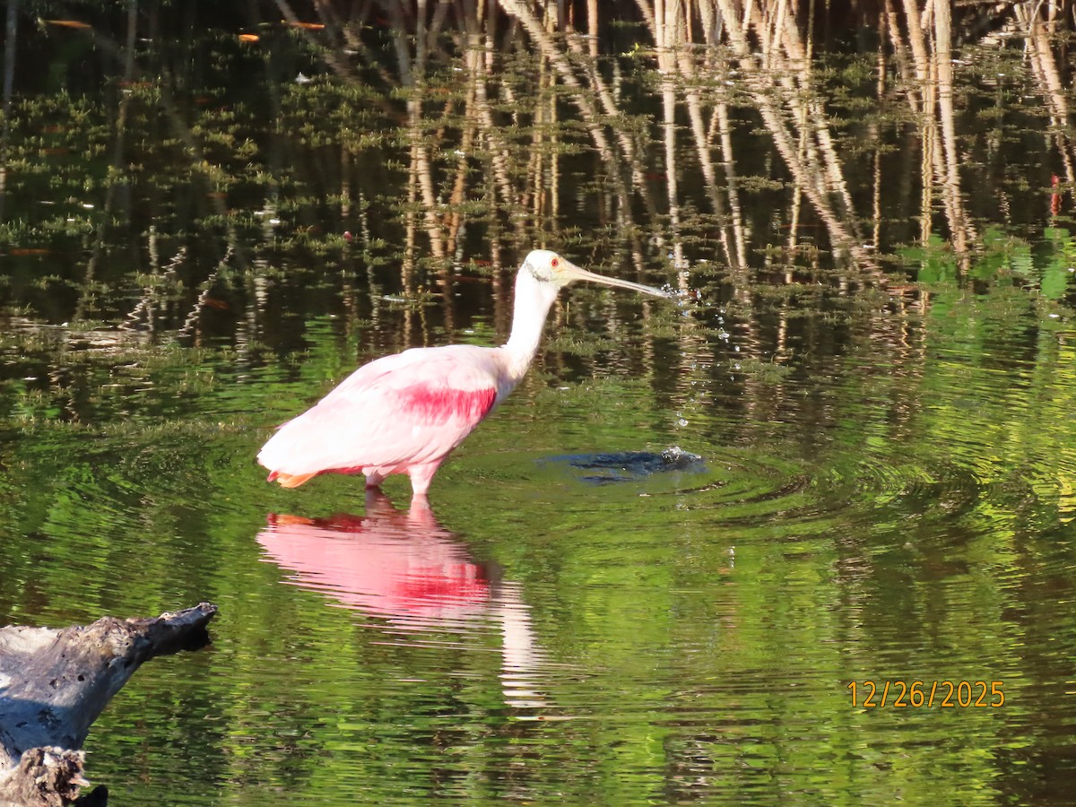 Roseate Spoonbill - ML647565642