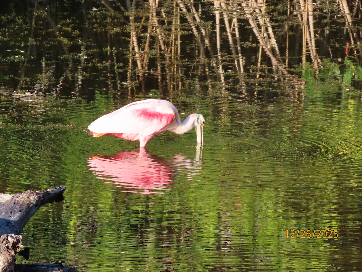 Roseate Spoonbill - ML647565643