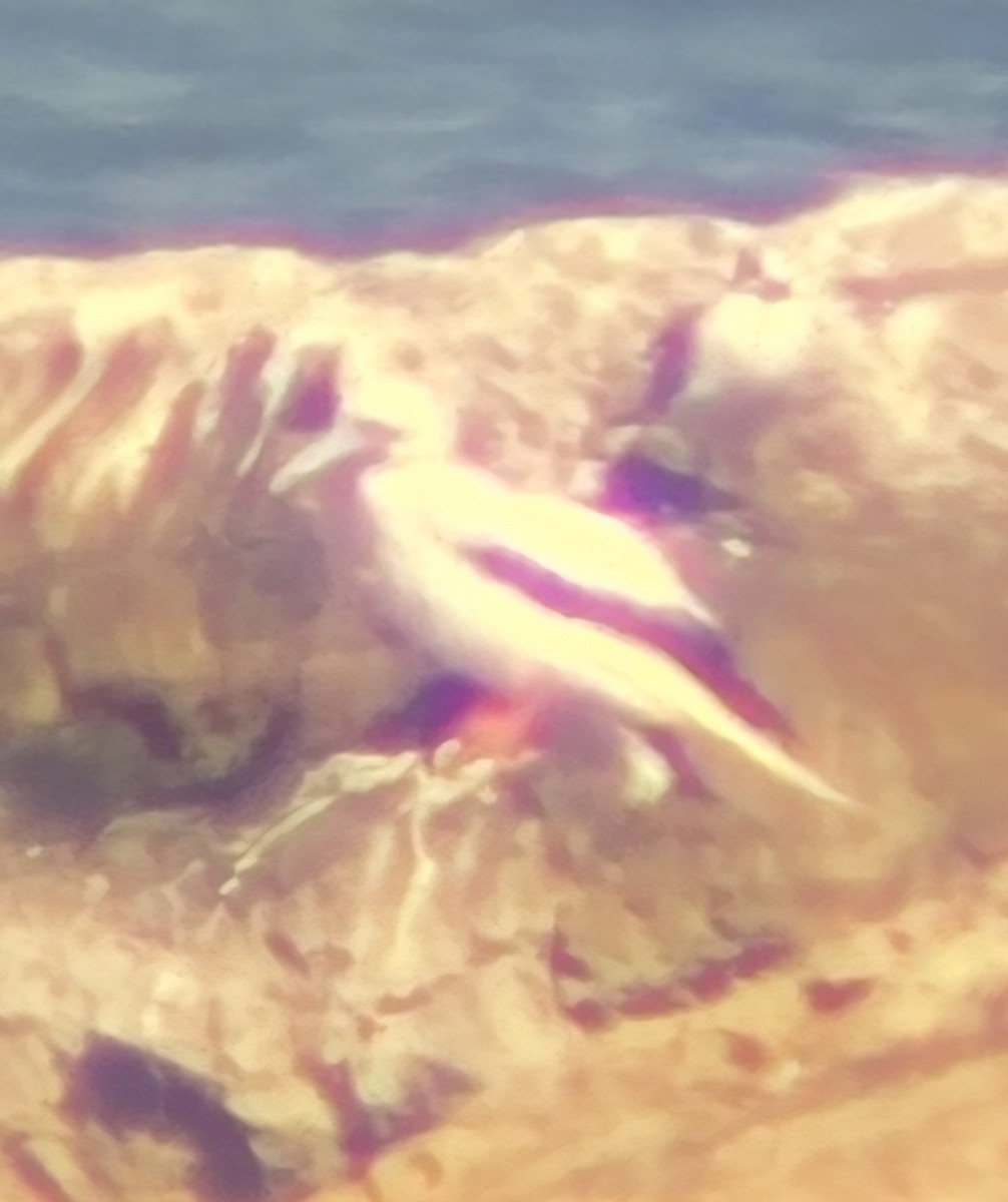 Сула червононога - ML647565653