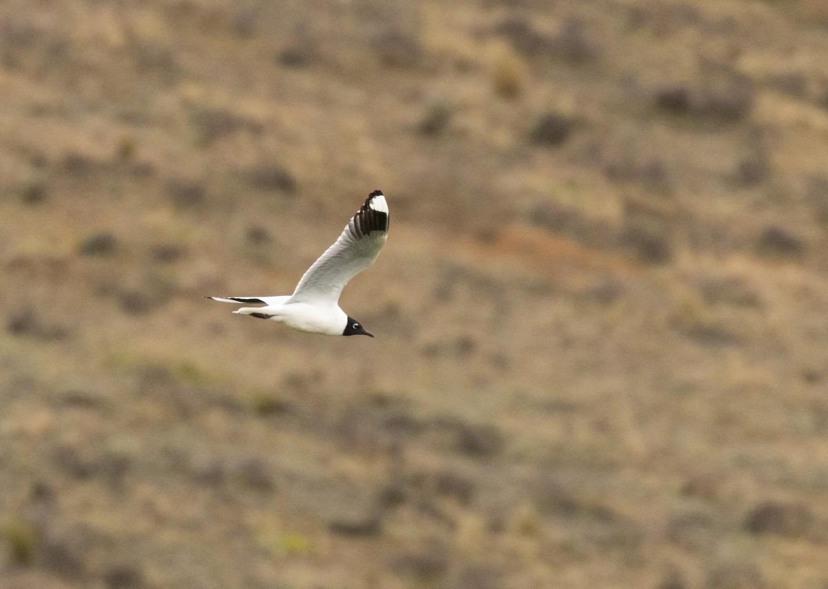 Andean Gull - ML647565659