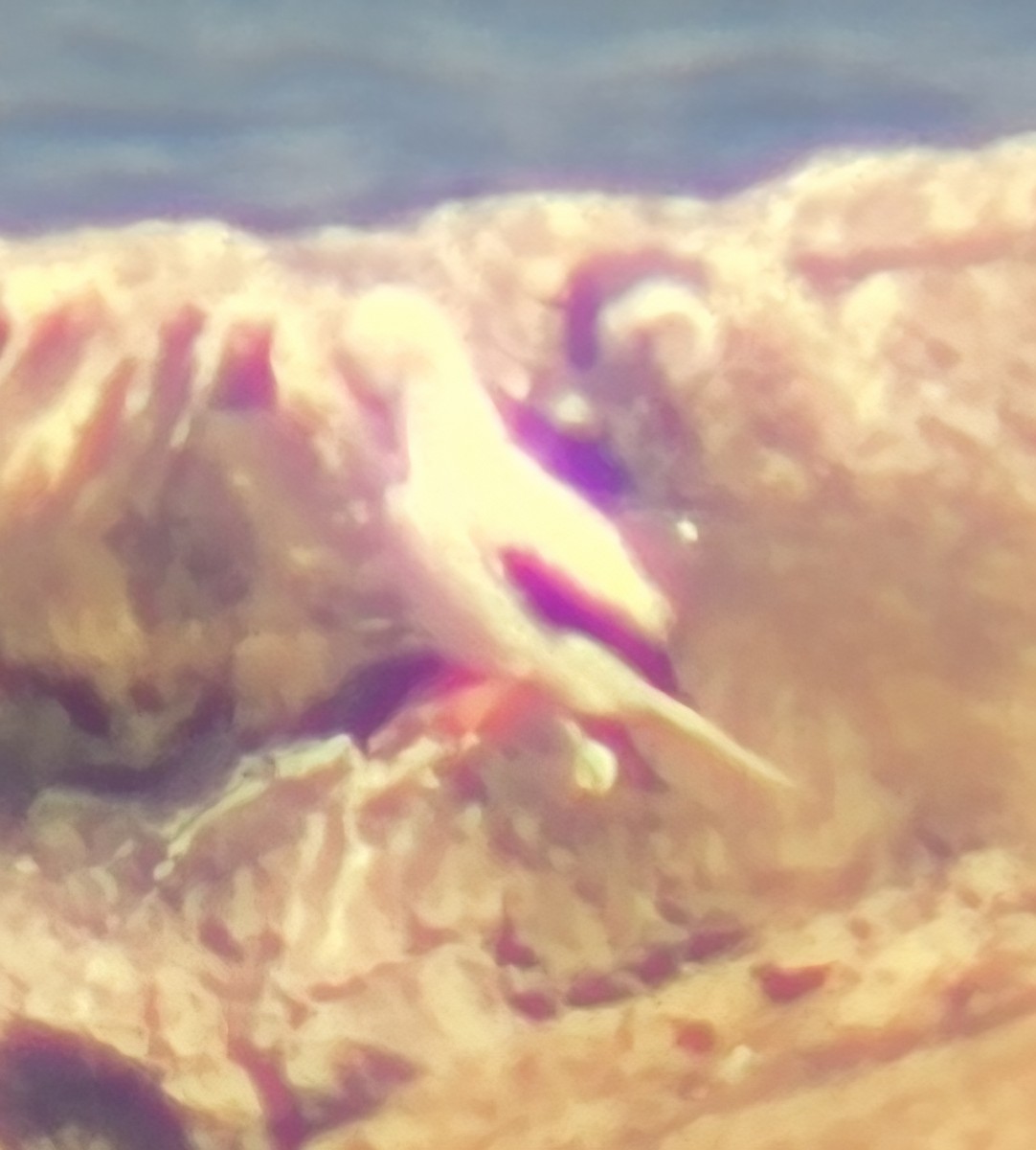 Сула червононога - ML647565660