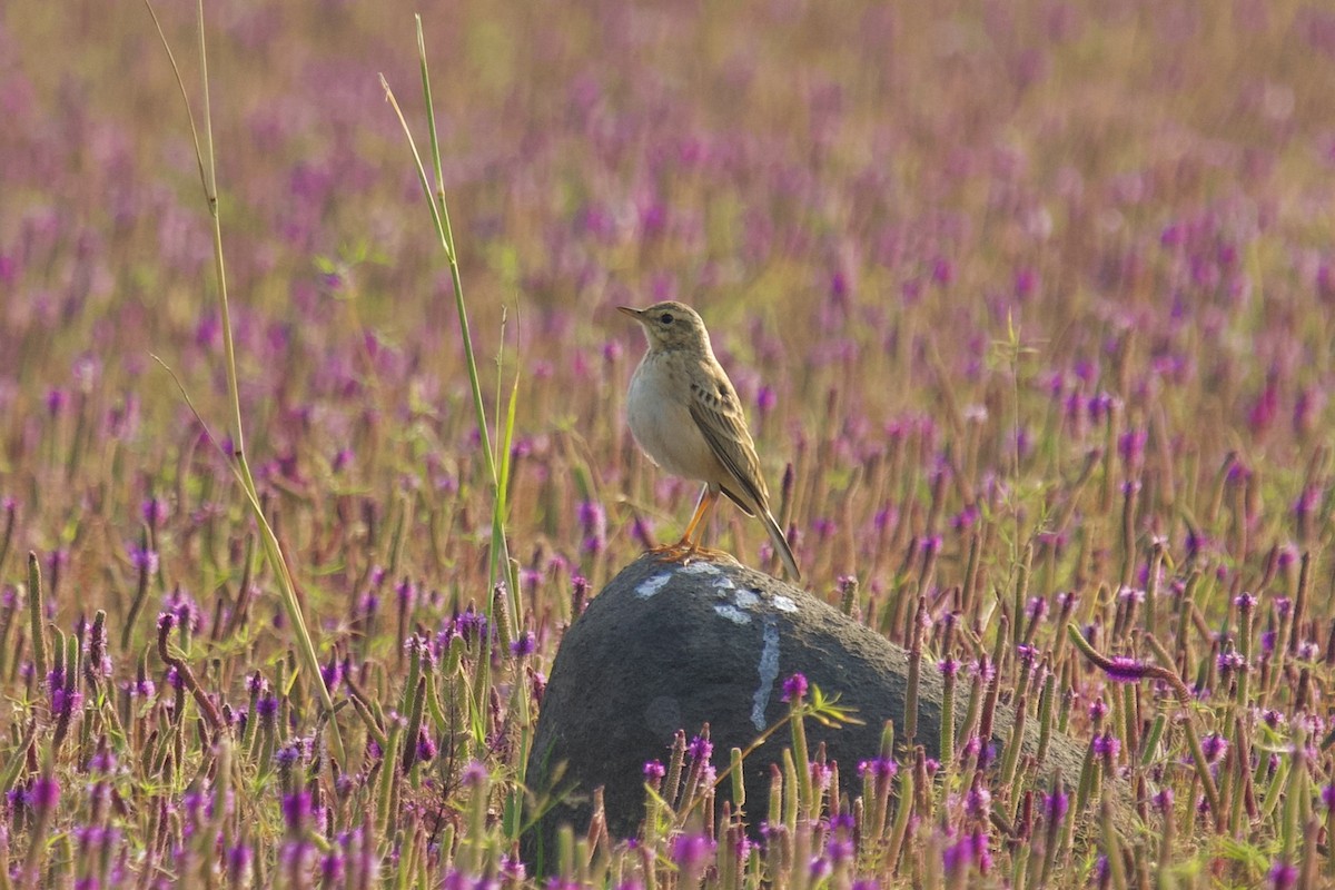 Paddyfield Pipit - ML647565662
