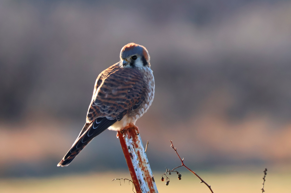 American Kestrel - ML647565663