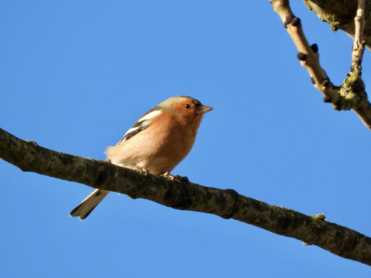 Common Chaffinch - ML647565665