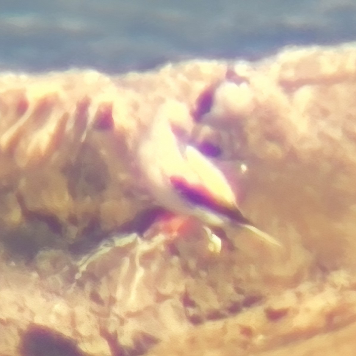 Сула червононога - ML647565666