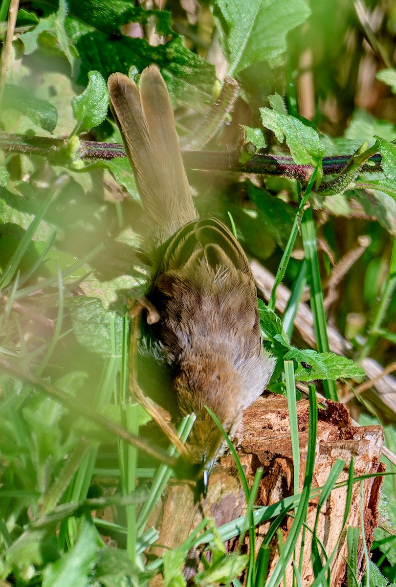 Hunter's Cisticola - ML647565668