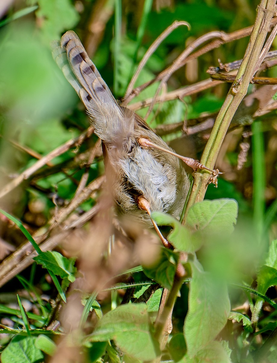 Hunter's Cisticola - ML647565669