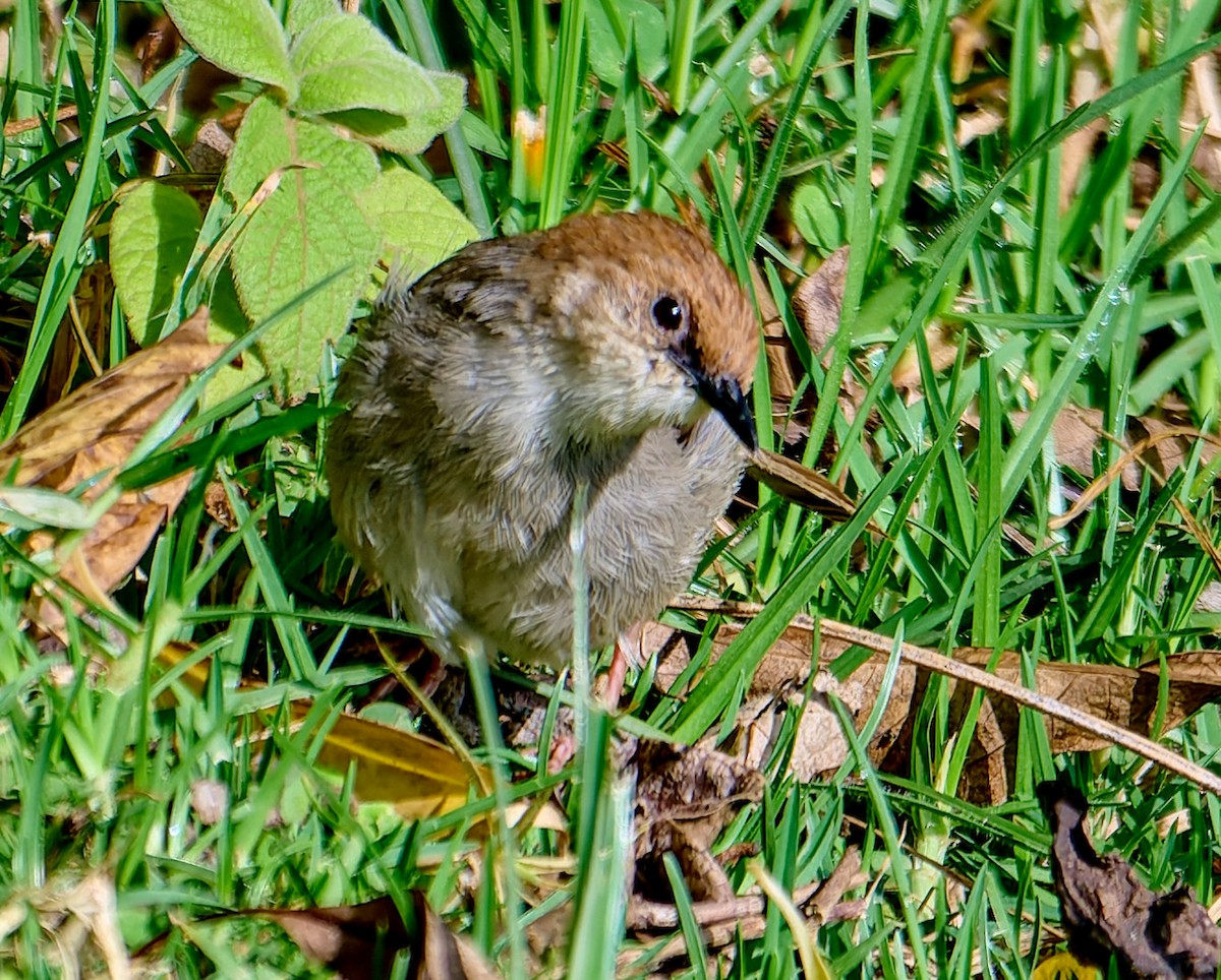 Hunter's Cisticola - ML647565670