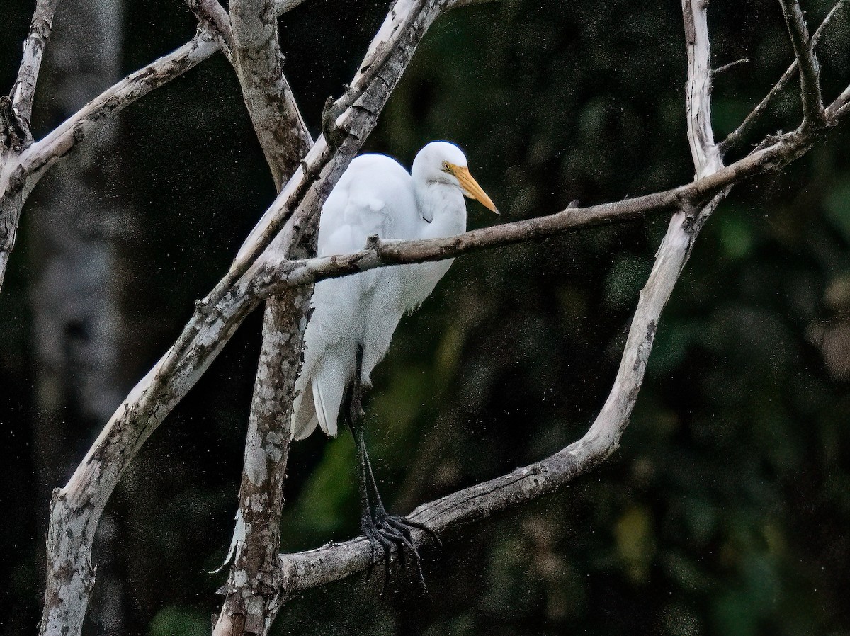 Great Egret - ML647565671