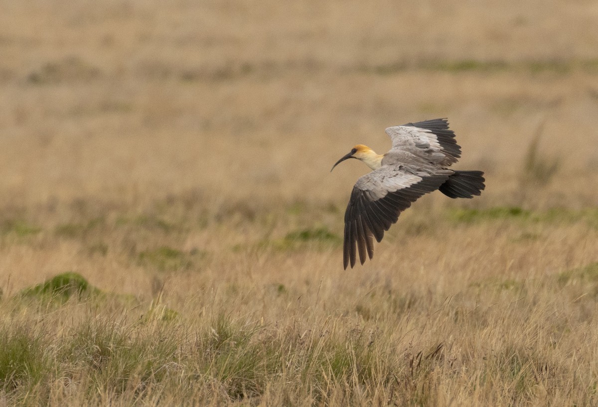 Andean Ibis - ML647565672