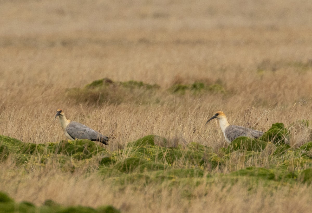 Andean Ibis - ML647565673