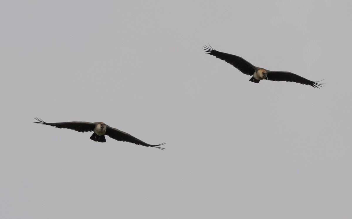 Andean Ibis - ML647565674