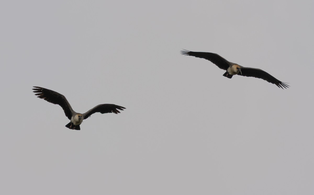 Andean Ibis - ML647565675